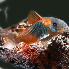 Corydoras venezuela Orange