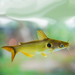 Horabagrus Brachysoma L Zonnemeerval