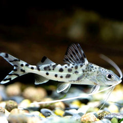 Pimelodus pictus Gevlekte Pimelodus
