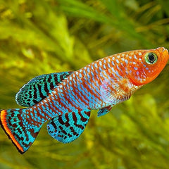 Nothobranchius rachovii Beira Tandkarper