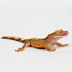 Correlophus ciliatus M Crested Gecko Mixed Morphs