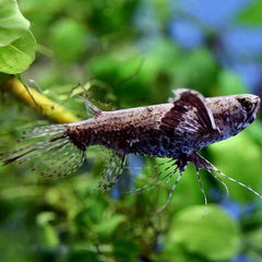 Pantodon buchholzi