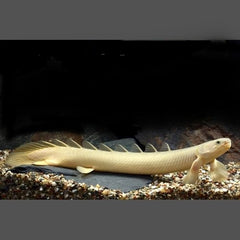 Polypterus Senegalus Albino Kwastvinsnoek