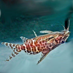 Synodontis nigriventris M Rugzwemmer