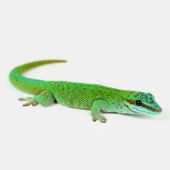Phelsuma kochi S Giant Daygecko