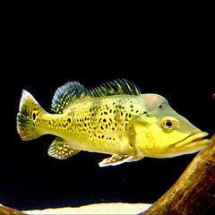 Cichla kelberi s