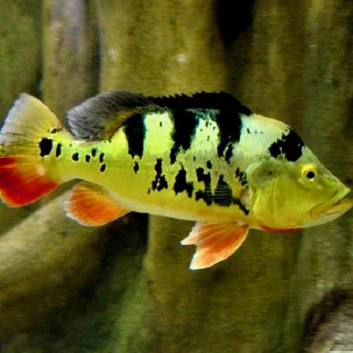 Cichla monoculus discount