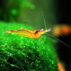 NEOCARIDINA SP.PROPINQUA SHRIMP