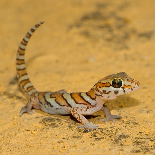 Paroedura picta