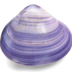 Bivalvia sp Purple mossel