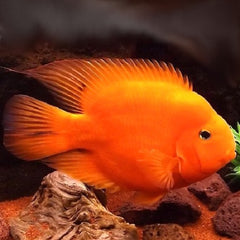 Cichlasoma Red Parrot Rode Papagaai Cichlide