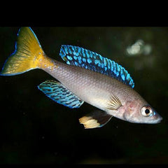 Cyprichromis Leptosoma Mpulungu