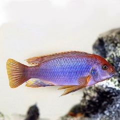 Iodotropheus sprengeri Lavender mbuna