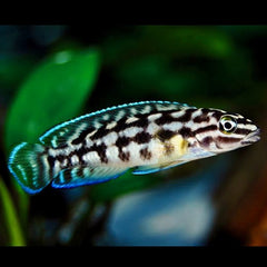 Julidochromis Transcriptus Gombi