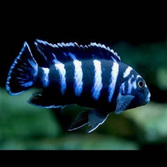 Pseudotropheus demasoni