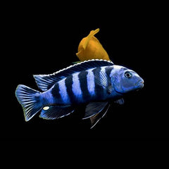 Pseudotropheus Saulosi Malawi Cichlide