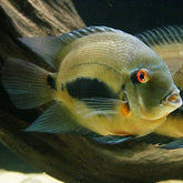 Uaru amphiacanthoides Uaru Triangle Cichlid M Kegelvlekcichlide