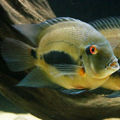 Uaru amphiacanthoides Uaru Triangle Cichlid M Kegelvlekcichlide