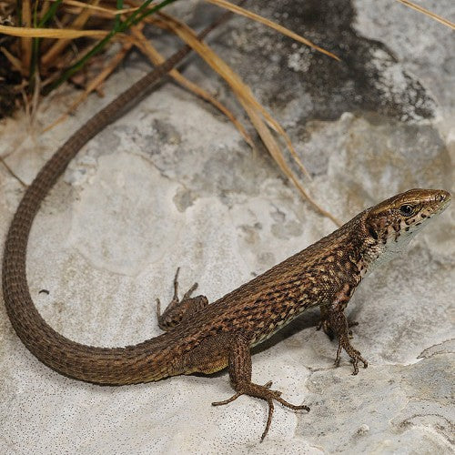 Algyroides moreoticus S Greek Algyroides