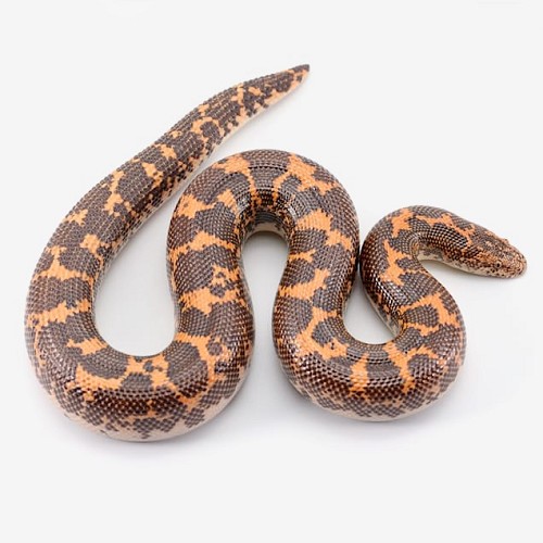 Zandboa's & dwergsoorten