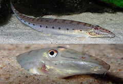 Acanthopsis Choirorhynchus-dialuzona M Paardekop Zandhapper