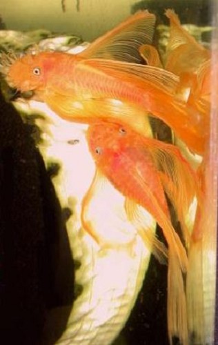 Ancistrus Temmincki Super Red Longfin