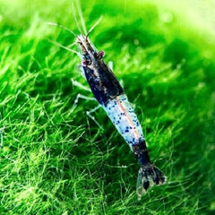 Neocaridina Heteropoda Rili Black M Black Rili Garnaal