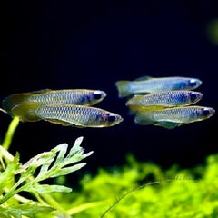 Aplocheilichthys Normaani - Afrikaans blauwoogje