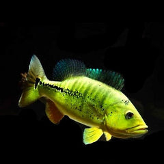 Cichla melaniae xingu