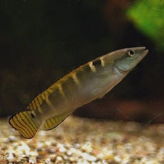 Crenicichla compressiceps