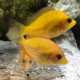 Etroplus maculatus gold M