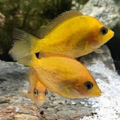 Etroplus maculatus gold M