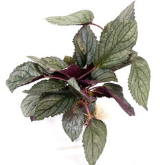 Hemiographis silverqueen