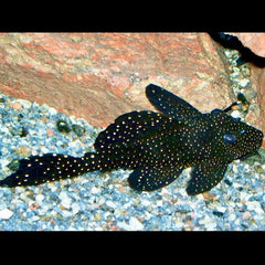 Leporacanthicus Galaxias (L240) L240 Galaxias Pleco
