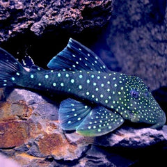 Ancistrinae genibarbis L128