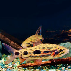 Leporinus sp. Strawberry M Kopstaander