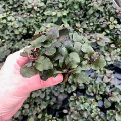 Lobelia cardinalis wrinkled leaf