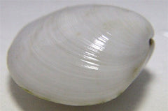 Bivalvia sp. Snow white mossel