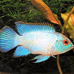 Nannacara sp neon blue