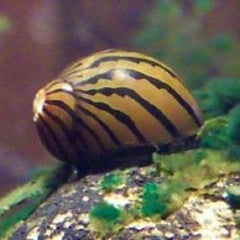 NERITINA RECLIVATA ZEBRA SLAK