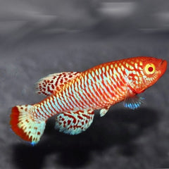 Nothobranchius Rachovii Albino