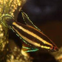 Parosphromenus Bintan Prachtgoerami Bintan