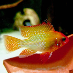 Microgeophagus Ramirezi tangerine