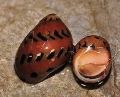 Clithon Brenspinas Tiger