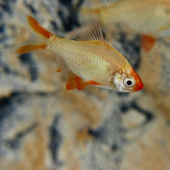 Barbus tetrazona platinum gold sumatraan