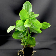 echinodorus harbich moederplant