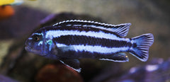 Melanochromis Cyaneorhabdos
