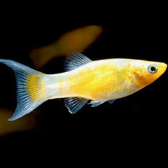 Poecilia Sphenops Golddust Molly
