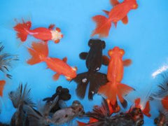 VLINDERSTAART BRUIN HQ 12-14 CM