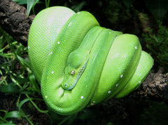 Morelia viridis "Biak"